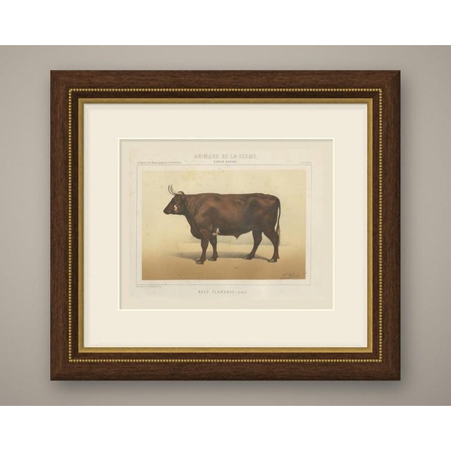 An original antique chromolithograph, printed in color, lettered "race flamande, bœuf." and published in paris about 1863...