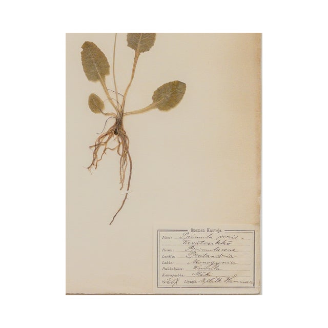 Rustic European Antique Swedish Herbarium - Cowslip, Circa 1907 For Sale - Image 3 of 3