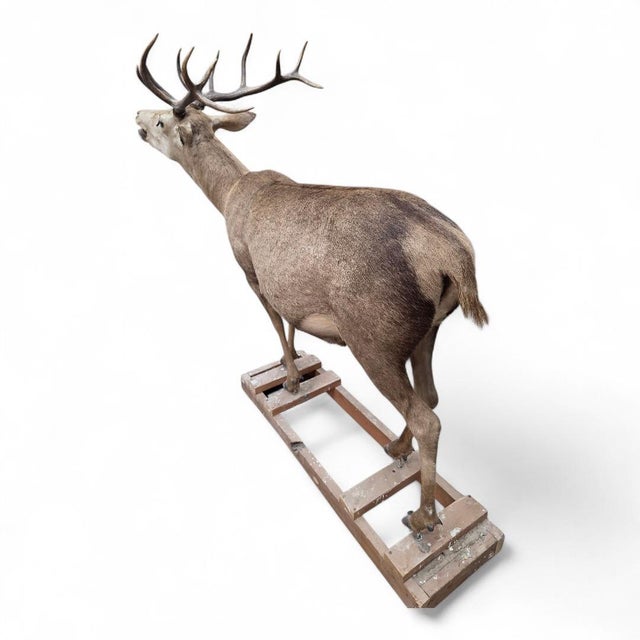 Antique 12-Point Whitetail Deer Full Body Mount For Sale In Chicago - Image 6 of 8