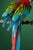 Early 21st Century Tim Platt, Macaw #2, Photographic Fine Art Print, 2013 For Sale - Image 5 of 9