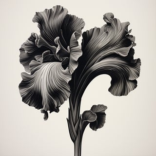 30" X 30" Acanthus Mollis' - Black and White Photography Print For Sale