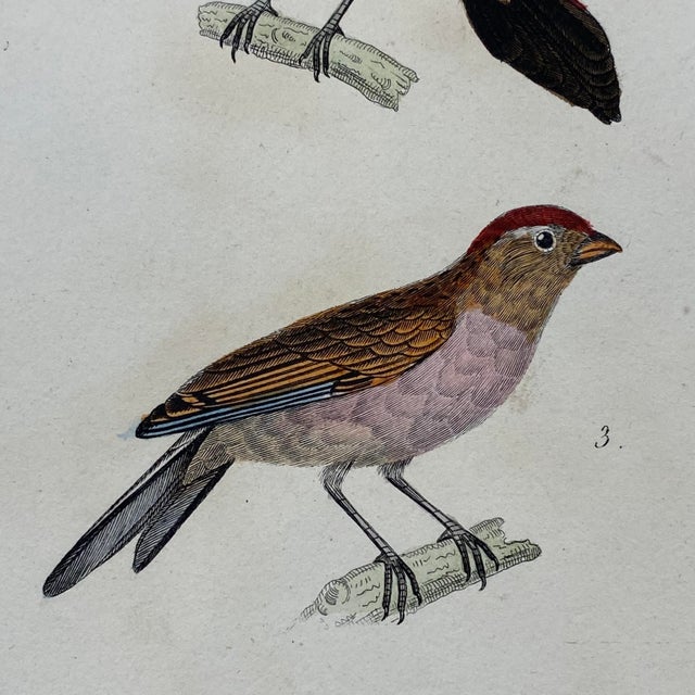 18th Century French Antique 18th Century "Le Bengali" Bird Engraving Hand Colored Artwork For Sale - Image 5 of 9