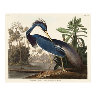 Louisiana Heron by John James Audubon, Vintage Art Print Reproduction, 20" × 16" For Sale