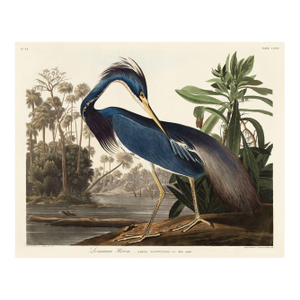 Louisiana Heron by John James Audubon, Vintage Art Print Reproduction, 20" × 16"