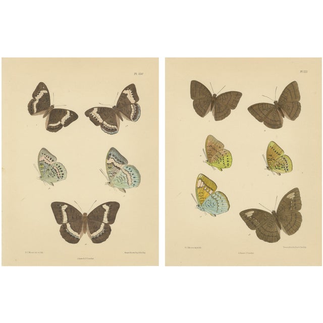 Frederic C. Moore, Victorian Butterfly Lithograph, 1878, Paper, Set of 2 For Sale