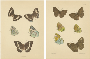 Frederic C. Moore, Victorian Butterfly Lithograph, 1878, Paper, Set of 2