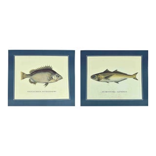 Mid 20th Century Coastal Ichthyology Inspired Marine Illustrations Prints - A Pair For Sale