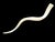 Offered is a large polished antler from the African Kudu Antelope. It is a very neutral and soft cream color and has a...