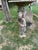 Italian Vintage Rare Concrete Cherub Bird Bath With Weathered Patina. For Sale - Image 3 of 3