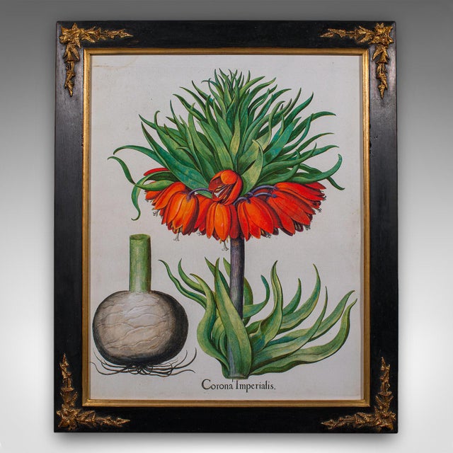 Red Pair of Vintage Botanical Pictures, Framed Print, After Besler, Art, Circa 1980 For Sale - Image 8 of 12