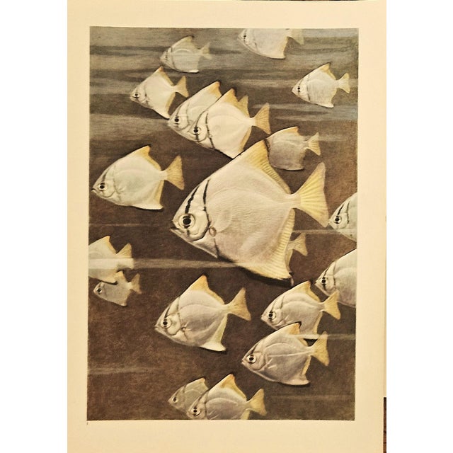 This is a set of 3 1945 prints depicting sea life. We recently purchased a collection of images of painted sea life images...
