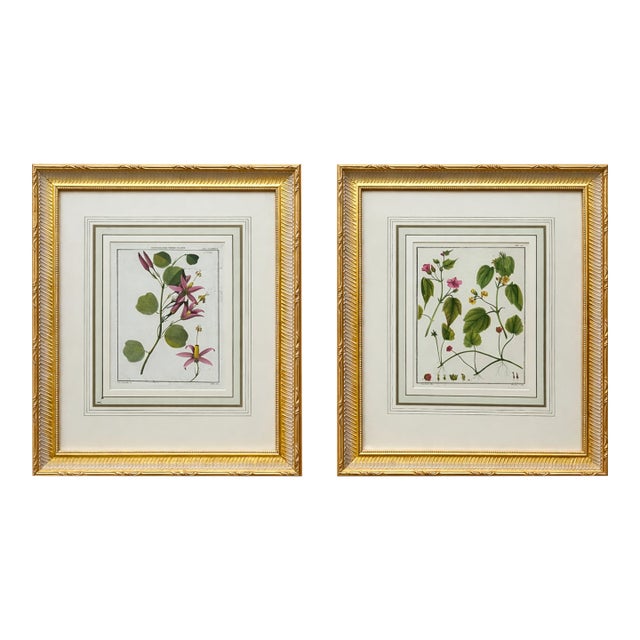 Pair Botanical Flowering Raspberry & Maple Plant Engravings in Gilt Frames, 1850 For Sale