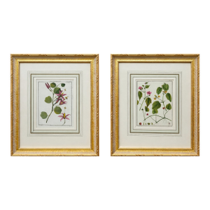Pair Botanical Flowering Raspberry & Maple Plant Engravings in Gilt Frames, 1850