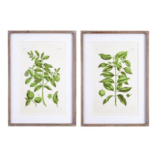 Guava Prints, Set Of 2 For Sale