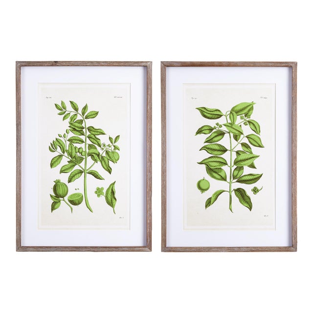 Guava Prints, Set Of 2 For Sale