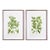 Guava Prints, Set Of 2 For Sale