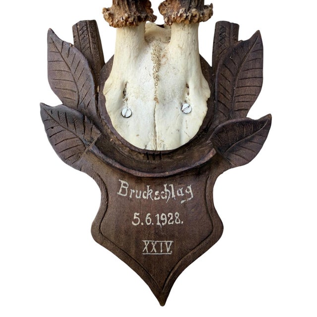 Roe deer trophy on wood plaque with carved leaves