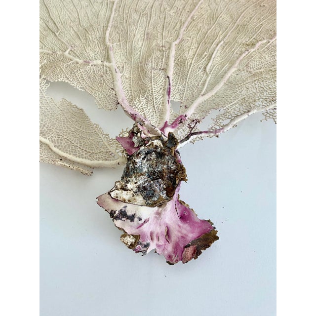 Natural Caribbean Sea Fan For Sale - Image 4 of 4