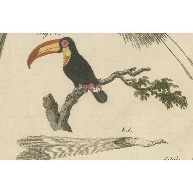 Bertuch, Toucan, Hornbill and Birds of Paradise, 1790, Engraving For Sale - Image 3 of 10