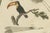 Bertuch, Toucan, Hornbill and Birds of Paradise, 1790, Engraving For Sale - Image 3 of 10