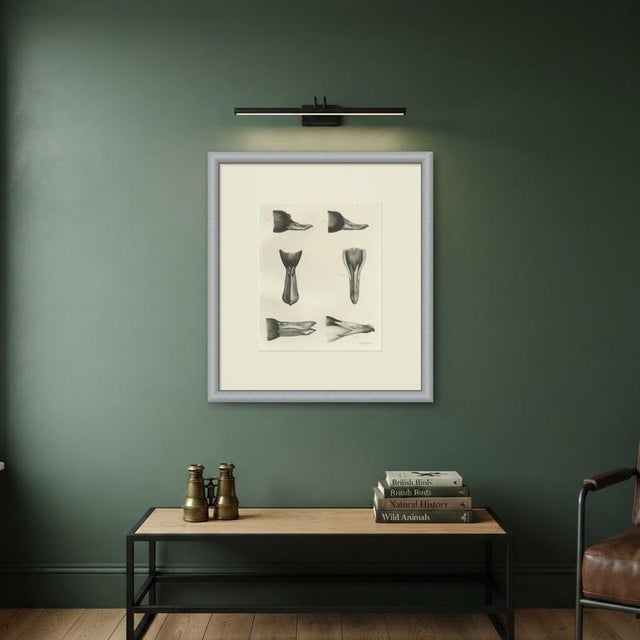 Paper Lilian Marguerite Medland, Bills and Feet of the Wildfowl, 1909, Print For Sale - Image 7 of 9