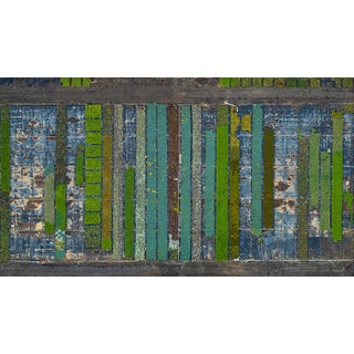 "AV_California_Plants_009" Contemporary Limited Edition Fine Art Photograph by Bernhard Lang For Sale