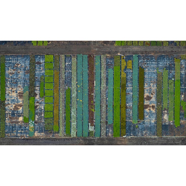 "AV_California_Plants_009" Contemporary Limited Edition Fine Art Photograph by Bernhard Lang For Sale