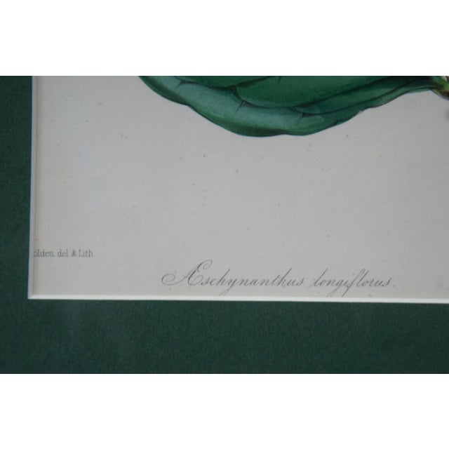 Set of 2 Antique Hand Colored Botanical Lithographs Evergreen Perennial & Hybrid Lily For Sale - Image 6 of 10