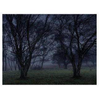 Ellie Davies, Stillness 6, C-Type Print For Sale