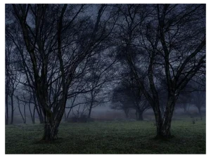 Ellie Davies, Stillness 6, C-Type Print