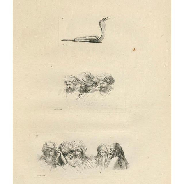 Early 19th Century After Dominique Vivant Denon, Comparative Head Studies and Cobra, Egypt, 1802, Engraving on Paper For Sale - Image 5 of 9
