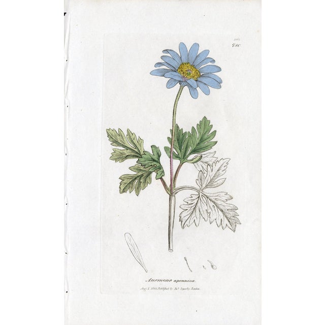 Offered here is an original antique botanical print from the celebrated English Botany series, featuring the distinctive...