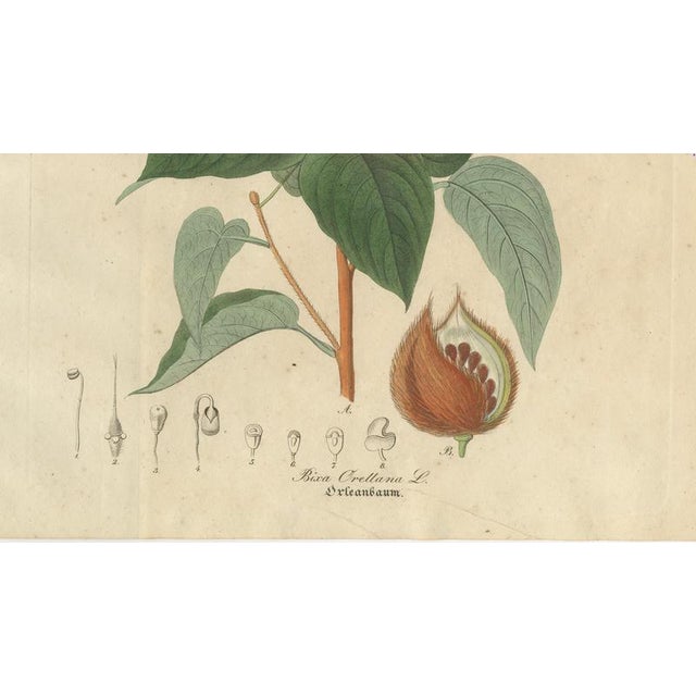 Bixa Orellana, 1800s, Paper For Sale - Image 5 of 10