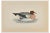 Alexander Francis Lydon, Wigeon, Woodcut Print, 1870 For Sale