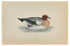 Alexander Francis Lydon, Wigeon, Woodcut Print, 1870