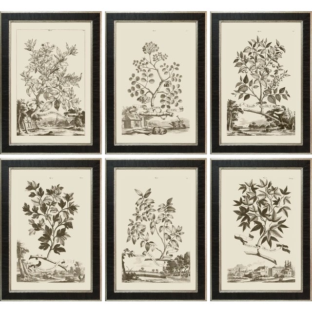 Munting Botanicals Set #2 Framed in Italian Wood Veneer Moulding For Sale - Image 11 of 11