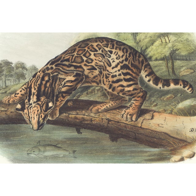 Original first edition Audubon stone lithograph from "The Viviparous Quadrupeds of North America", octavo edition, printed...