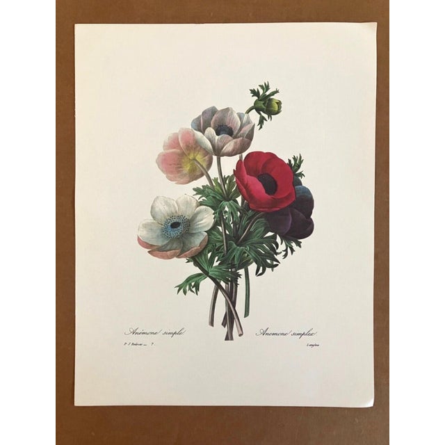 Up for sale is this gorgeous vintage print by PJ Redouté. We believe it is from a folio issued in the 1980s, one of...