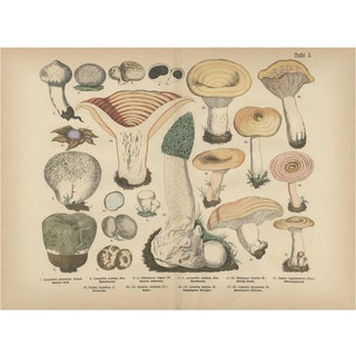 Fünfstück, Morel & Funnel Mushrooms, 1885, Paper For Sale
