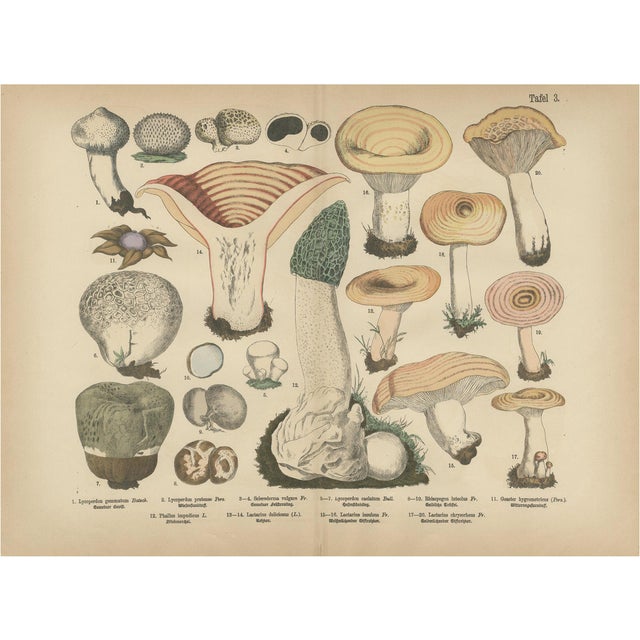 Fünfstück, Morel & Funnel Mushrooms, 1885, Paper For Sale