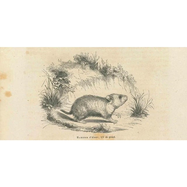 Hamster is an original lithograph on ivory-colored paper, realized by Paul Gervais (1816-1879). The artwork is from The...
