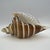 Murano Vintage Murano Style Art Glass Conch Shell Cream Brown Swirl Paperweight For Sale - Image 4 of 4