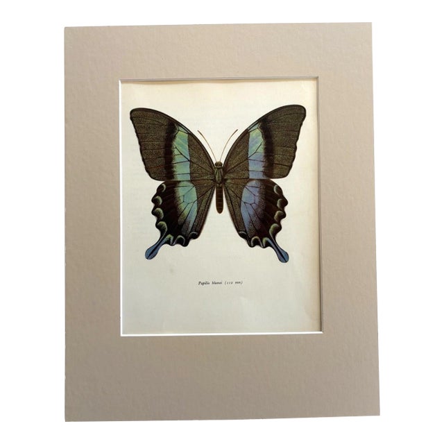 Vintage 1965 Butterfly Print in 11x14 Mat: Papilio Blumei (Boisduval), EUC For Sale