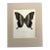 Vintage 1965 Butterfly Print in 11x14 Mat: Papilio Blumei (Boisduval), EUC For Sale