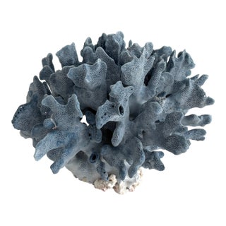 Natural Blue Coral Specimen For Sale