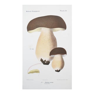 1910 French Vintage Botanical Mushroom Print For Sale