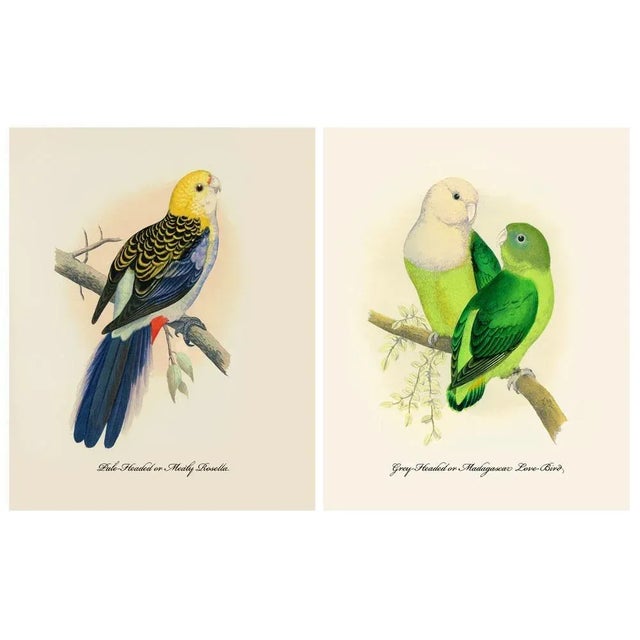 After 1884 Alexander Francis Lydon, Parrot Reproduction - Set of 12 ...