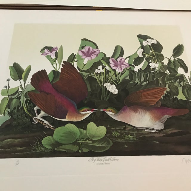 Green John James Audubon's 'Birds of America'- M. Bernard Loates Edition (Set of Prints) For Sale - Image 8 of 13