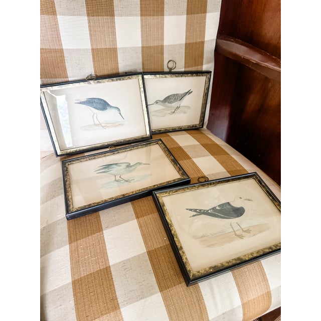 Set of Four Rare Antique Alexander Francis Lydon Framed Bird Prints | Original Victorian Hand-Colored Ornithological Engravings For Sale - Image 4 of 7