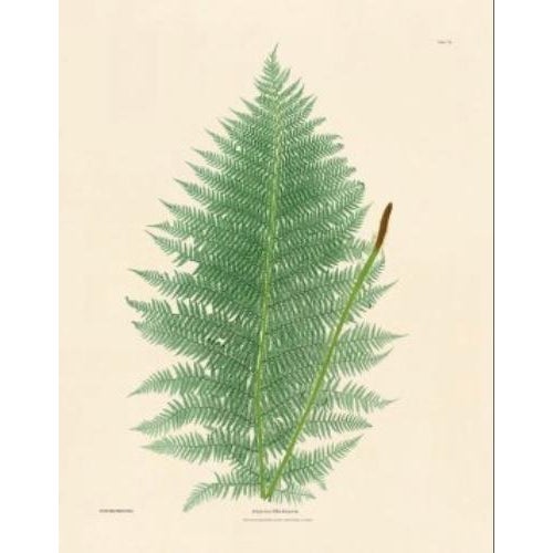 Botanical Ferns by Henry Bradbury- Plates 1-9 - Set of 9 For Sale - Image 10 of 10